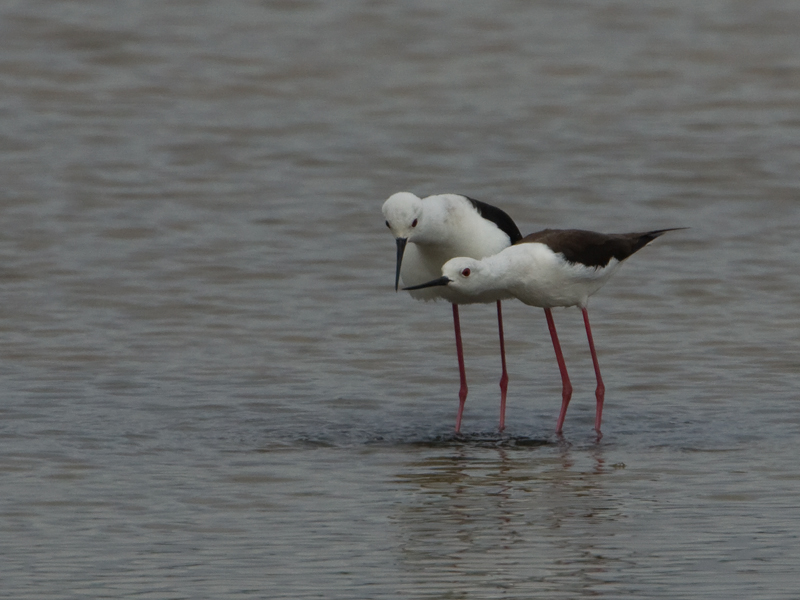 Himantopus himantopus Steltkluut Black-Winged Stilt